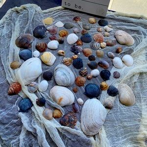 Decorative Assorted Shells